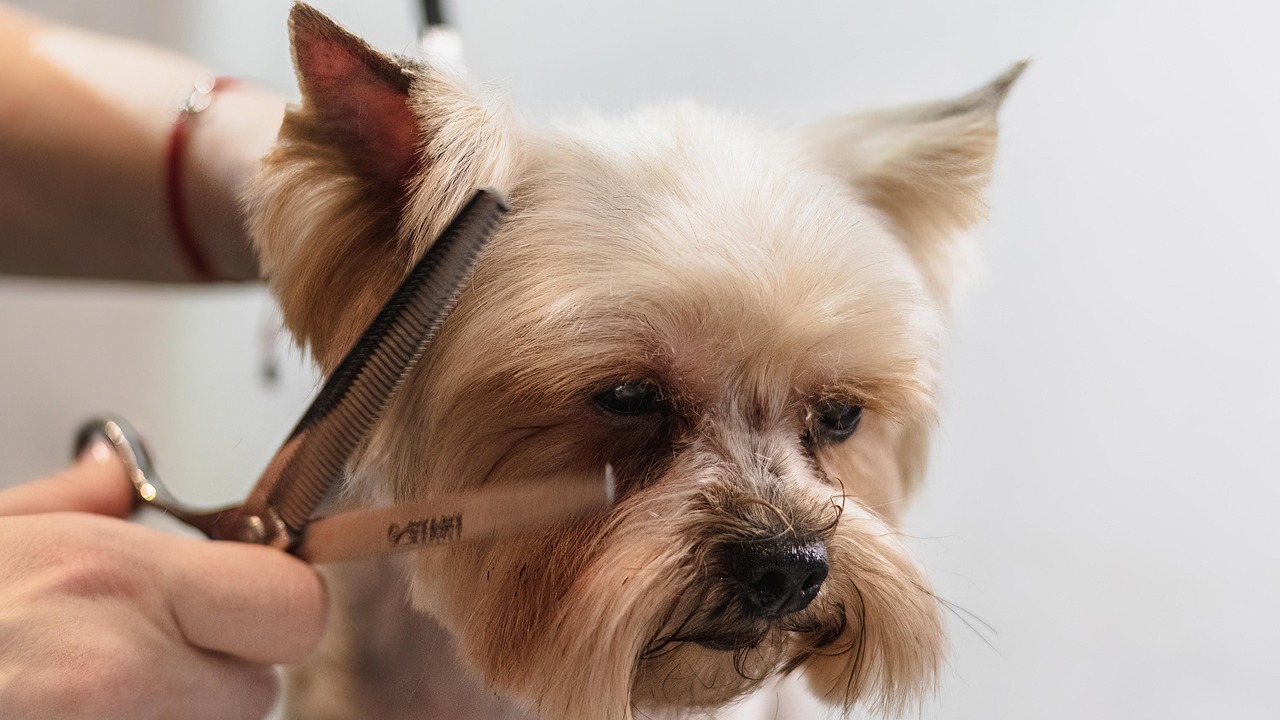 Full Grooming