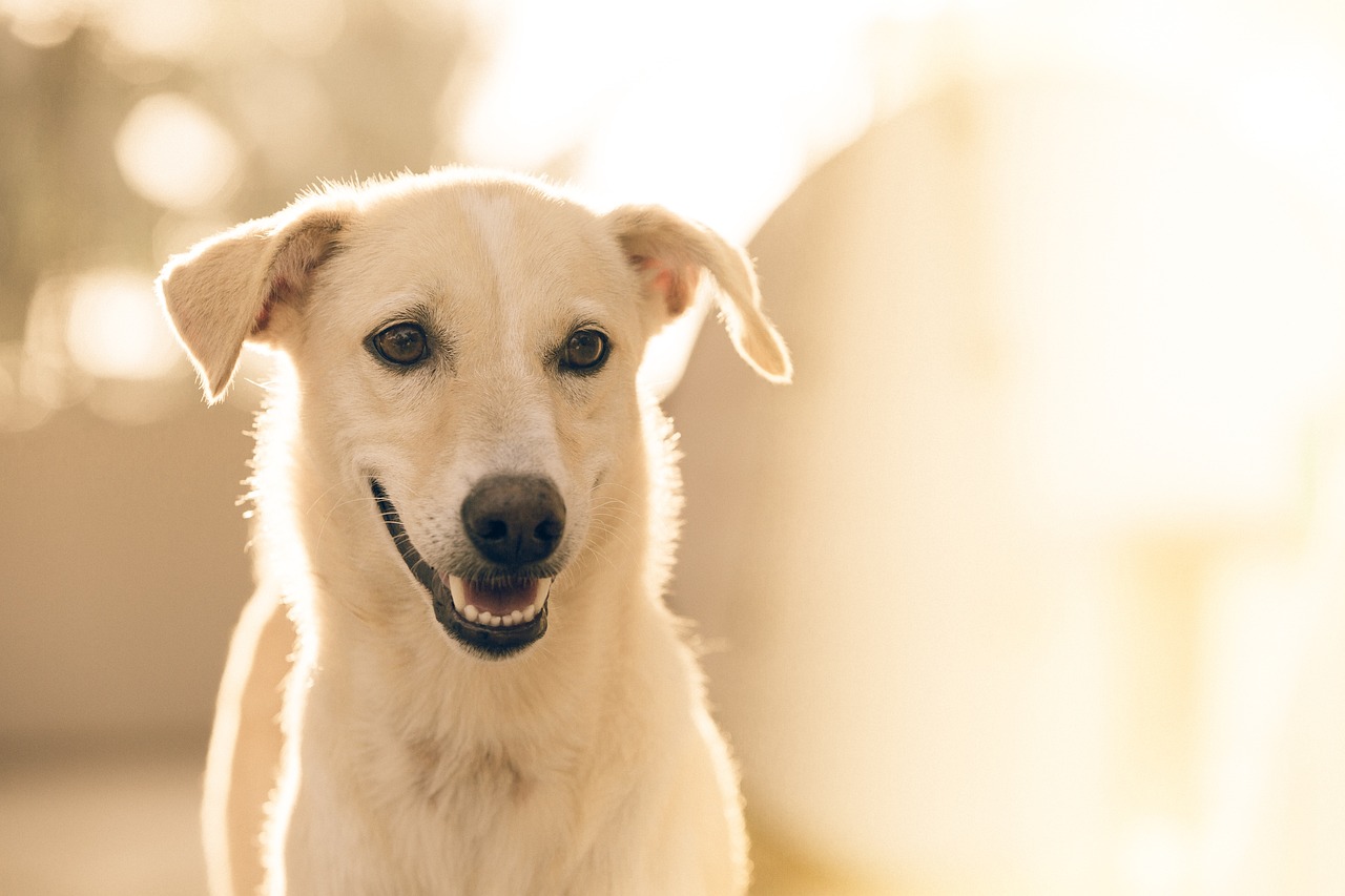 Grooming Pricing