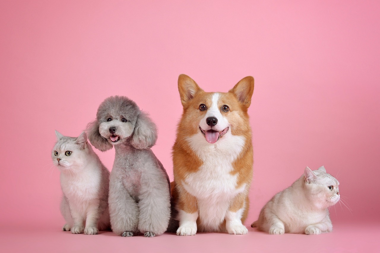 Dog Grooming Services